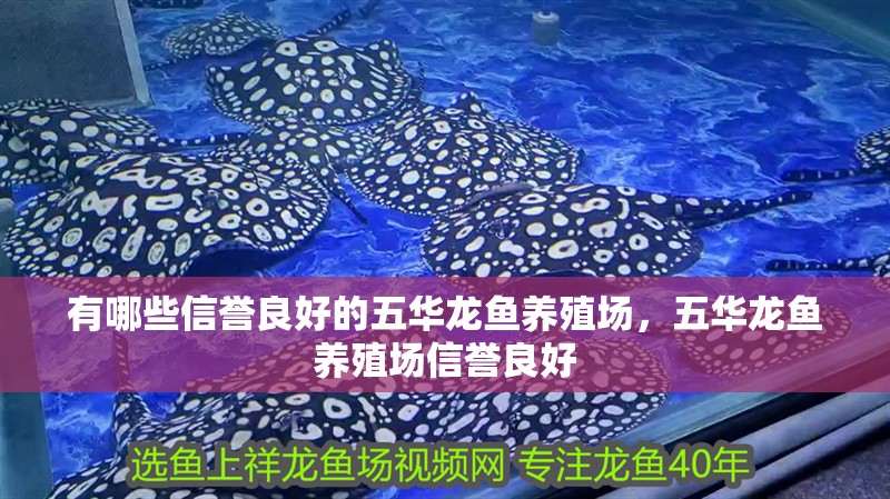 有哪些信譽良好的五華龍魚養(yǎng)殖場，五華龍魚養(yǎng)殖場信譽良好