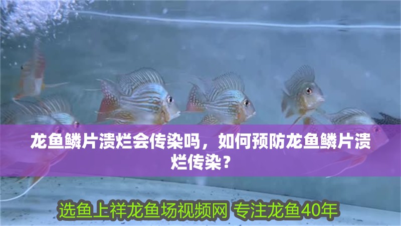 龍魚鱗片潰爛會傳染嗎，如何預防龍魚鱗片潰爛傳染？