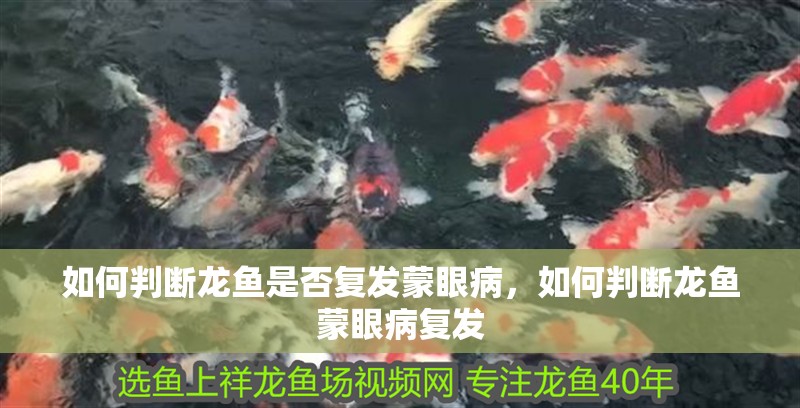 如何判斷龍魚是否復發蒙眼病，如何判斷龍魚蒙眼病復發