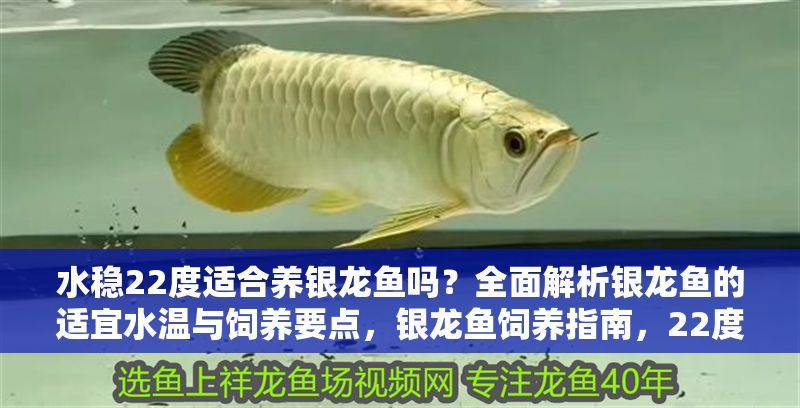水穩(wěn)22度適合養(yǎng)銀龍魚嗎？全面解析銀龍魚的適宜水溫與飼養(yǎng)要點，銀龍魚飼養(yǎng)指南，22度水溫是否適宜及關(guān)鍵養(yǎng)護要點 水穩(wěn)22度適合養(yǎng)銀龍魚嗎？全面解析銀龍魚的適宜水溫與飼養(yǎng)要點，銀龍魚飼養(yǎng)指南，22度水溫是否適宜及關(guān)鍵養(yǎng)護要點 龍魚百科 第1張