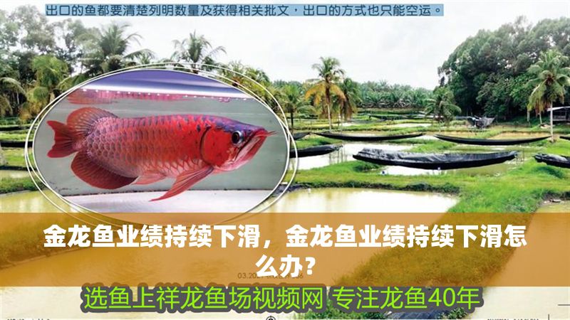 金龍魚業績持續下滑，金龍魚業績持續下滑怎么辦？