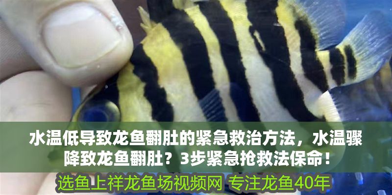 水溫低導致龍魚翻肚的緊急救治方法，水溫驟降致龍魚翻肚？3步緊急搶救法保命！