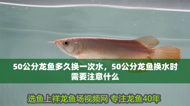 50公分龍魚多久換一次水，50公分龍魚換水時需要注意什么