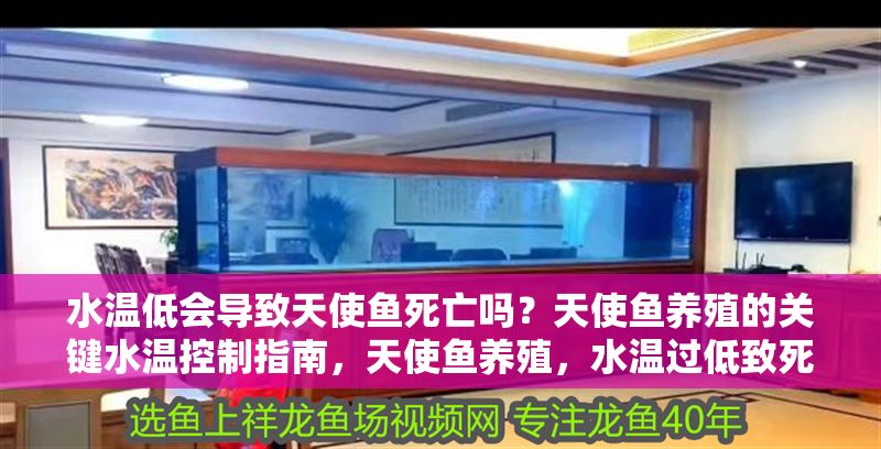 水溫低會導致天使魚死亡嗎？天使魚養殖的關鍵水溫控制指南，天使魚養殖，水溫過低致死的風險與關鍵控溫指南