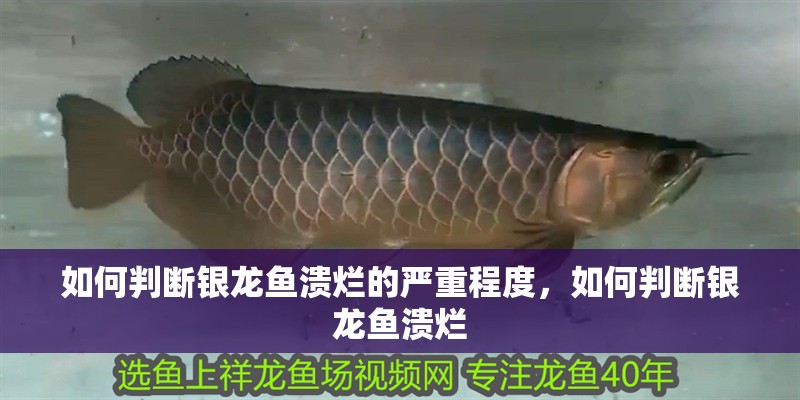 魚缸過濾器選購指南:自制魚缸過濾器魚缸上置過濾器對于養魚愛好者的必備知識 如何判斷銀龍魚潰爛的嚴重程度,如何判斷銀龍魚潰爛 龍魚百科 如何判斷銀龍魚潰爛的嚴重程度,如何判斷銀龍魚潰爛 如何判斷銀龍魚潰爛的嚴重程度,如何判斷銀龍魚潰爛 龍魚百科