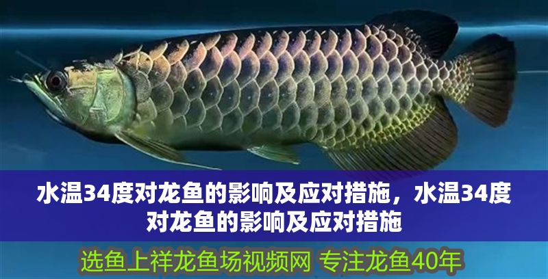 水溫34度對(duì)龍魚的影響及應(yīng)對(duì)措施，水溫34度對(duì)龍魚的影響及應(yīng)對(duì)措施