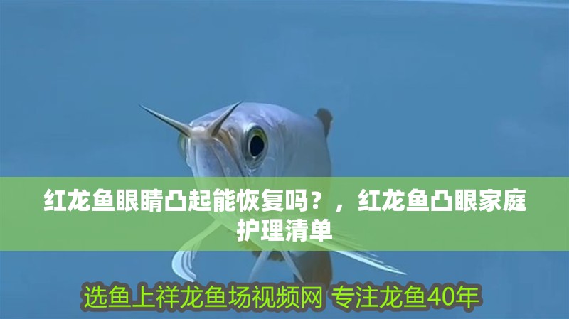 紅龍魚眼睛凸起能恢復嗎？，紅龍魚凸眼家庭護理清單