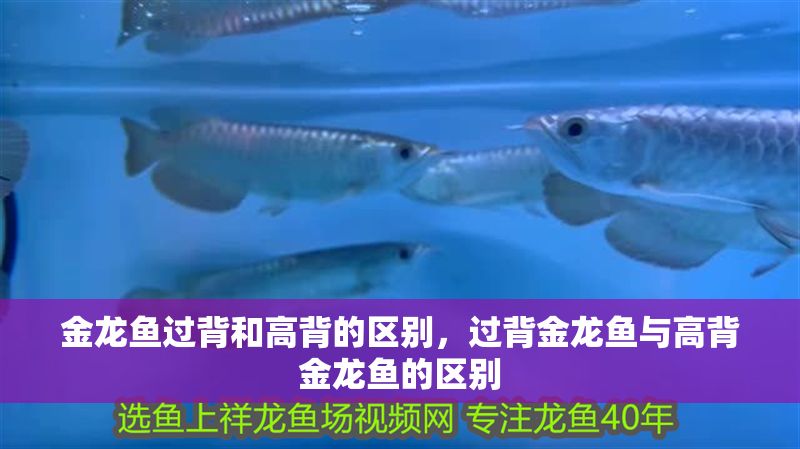 金龍魚過背和高背的區別，過背金龍魚與高背金龍魚的區別