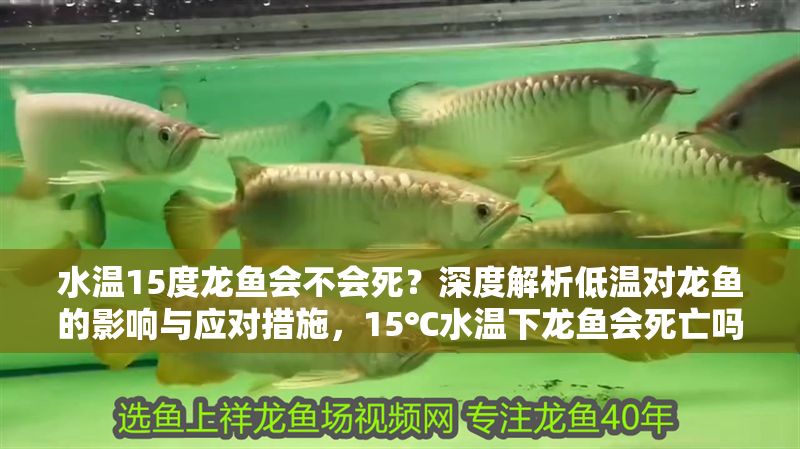 水溫15度龍魚會不會死？深度解析低溫對龍魚的影響與應對措施，15℃水溫下龍魚會死亡嗎？低溫對龍魚的影響及科學養護對策