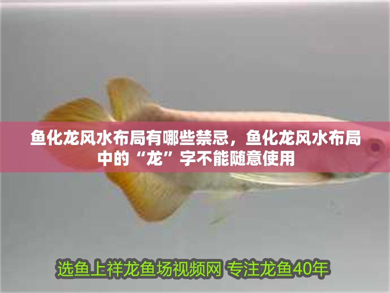 魚化龍風水布局有哪些禁忌，魚化龍風水布局中的“龍”字不能隨意使用