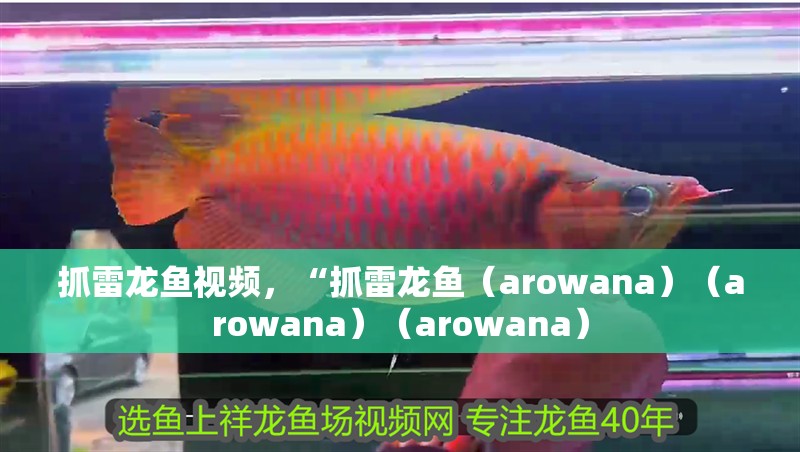 抓雷龍魚視頻，“抓雷龍魚（arowana）（arowana）（arowana）