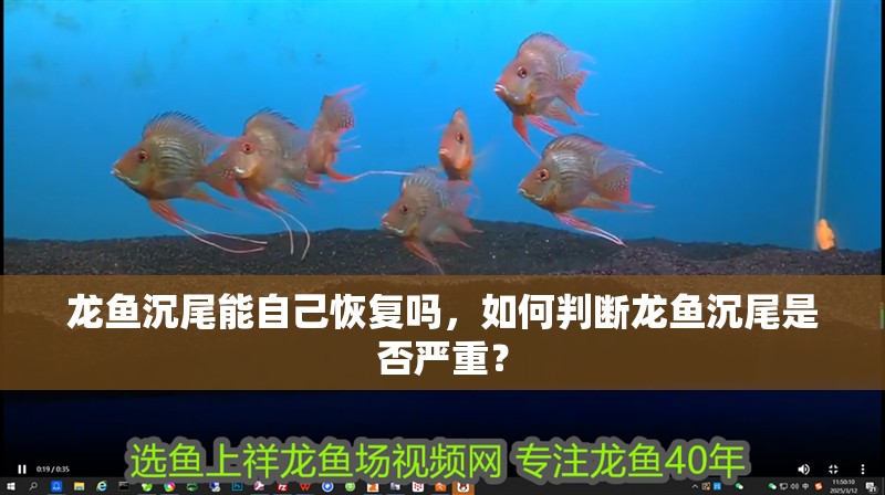 龍魚干蝦有營養嗎 龍魚沉尾能自己恢復嗎,如何判斷龍魚沉尾是否嚴重? 龍魚百科 龍魚沉尾能自己恢復嗎,如何判斷龍魚沉尾是否嚴重? 龍魚沉尾能自己恢復嗎,如何判斷龍魚沉尾是否嚴重? 龍魚百科