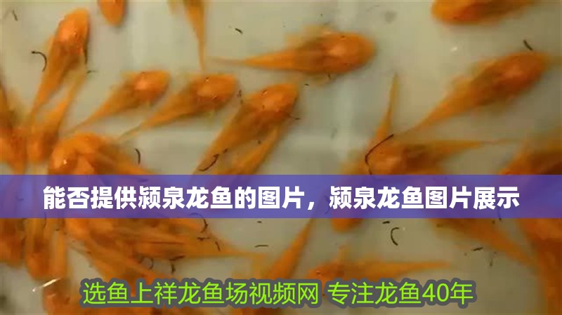 能否提供潁泉龍魚的圖片，潁泉龍魚圖片展示