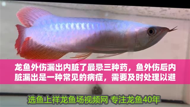 龍魚外傷漏出內臟了最忌三種藥，魚外傷后內臟漏出是一種常見的病癥，需要及時處理以避免病情惡化 龍魚外傷漏出內臟了最忌三種藥，魚外傷后內臟漏出是一種常見的病癥，需要及時處理以避免病情惡化 龍魚百科