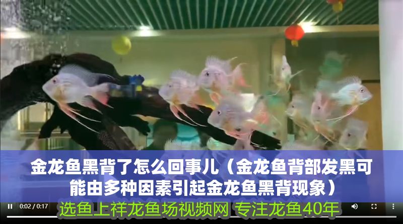 金龍魚黑背了怎么回事兒（金龍魚背部發黑可能由多種因素引起金龍魚黑背現象）