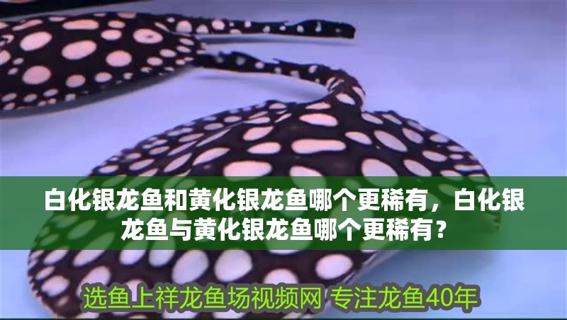 白化銀龍魚和黃化銀龍魚哪個更稀有，白化銀龍魚與黃化銀龍魚哪個更稀有？