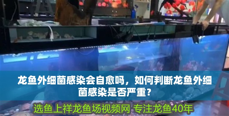 龍魚外細菌感染會自愈嗎，如何判斷龍魚外細菌感染是否嚴重？