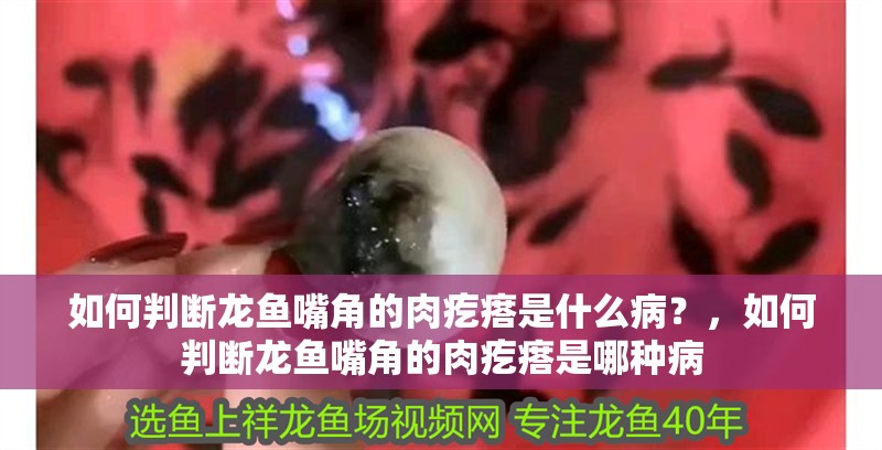 如何判斷龍魚嘴角的肉疙瘩是什么病？，如何判斷龍魚嘴角的肉疙瘩是哪種病 如何判斷龍魚嘴角的肉疙瘩是什么病？，如何判斷龍魚嘴角的肉疙瘩是哪種病 龍魚百科