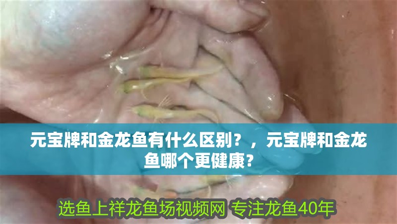 元寶牌和金龍魚有什么區(qū)別？，元寶牌和金龍魚哪個(gè)更健康？