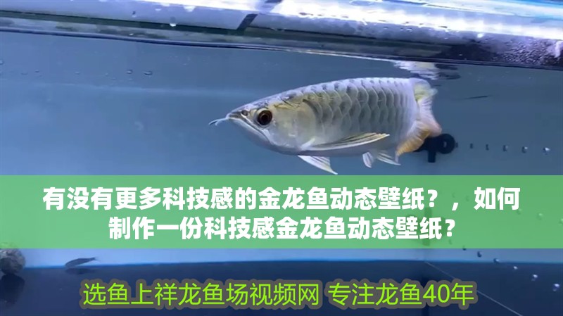 有沒有更多科技感的金龍魚動(dòng)態(tài)壁紙？，如何制作一份科技感金龍魚動(dòng)態(tài)壁紙？