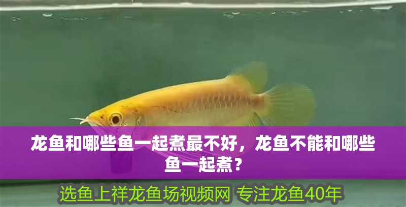 龍魚和哪些魚一起煮最不好，龍魚不能和哪些魚一起煮？