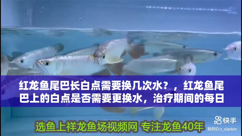紅龍魚尾巴長白點需要換幾次水？，紅龍魚尾巴上的白點是否需要更換水，治療期間的每日操作清單