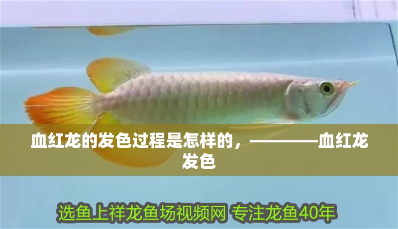 血紅龍的發色過程是怎樣的，————血紅龍發色