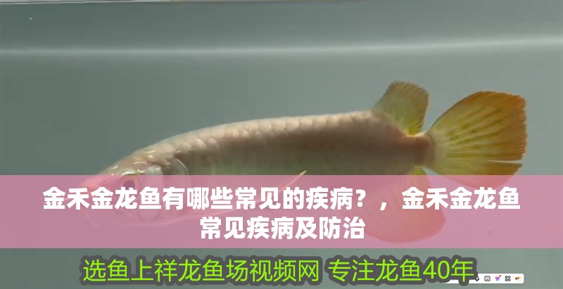 金禾金龍魚有哪些常見的疾病？，金禾金龍魚常見疾病及防治 金禾金龍魚有哪些常見的疾病？，金禾金龍魚常見疾病及防治 龍魚百科