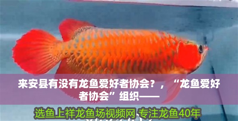 來安縣有沒有龍魚愛好者協(xié)會(huì)？，“龍魚愛好者協(xié)會(huì)”組織——