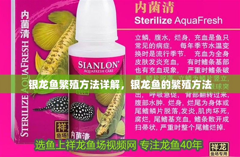銀龍魚繁殖方法詳解，銀龍魚的繁殖方法