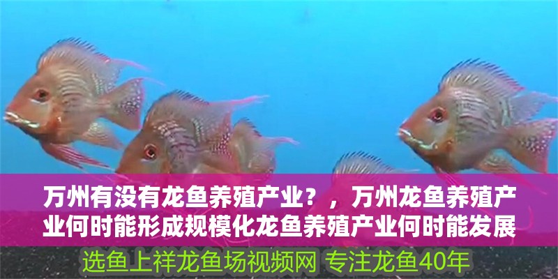 萬州有沒有龍魚養殖產業？，萬州龍魚養殖產業何時能形成規模化龍魚養殖產業何時能發展 萬州有沒有龍魚養殖產業？，萬州龍魚養殖產業何時能形成規模化龍魚養殖產業何時能發展 龍魚百科