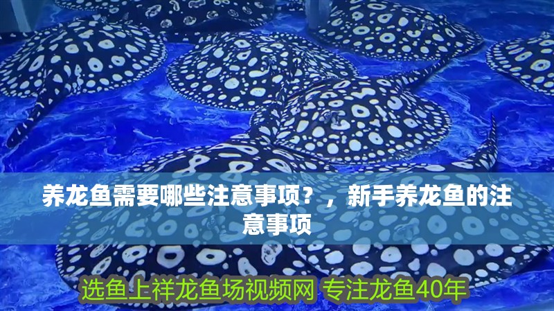 養龍魚需要哪些注意事項？，新手養龍魚的注意事項