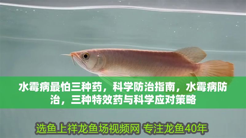 水霉病最怕三種藥，科學(xué)防治指南，水霉病防治，三種特效藥與科學(xué)應(yīng)對策略