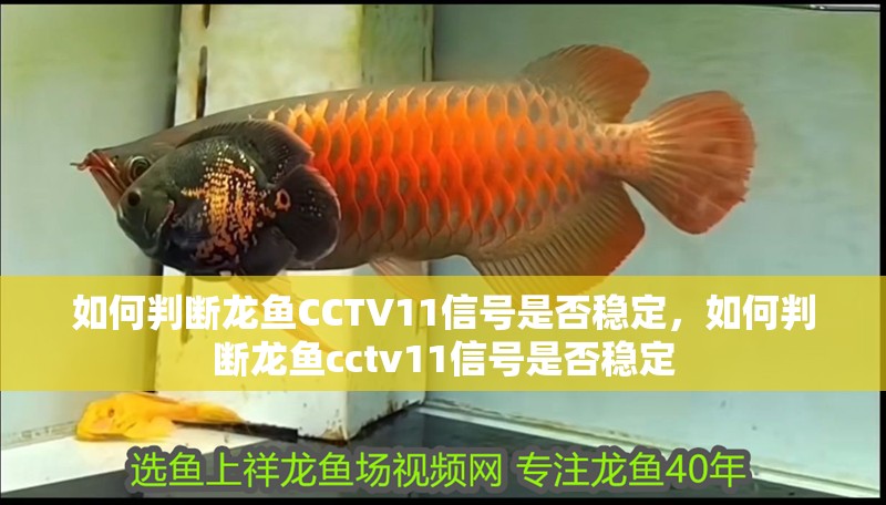 如何判斷龍魚CCTV11信號是否穩(wěn)定，如何判斷龍魚cctv11信號是否穩(wěn)定