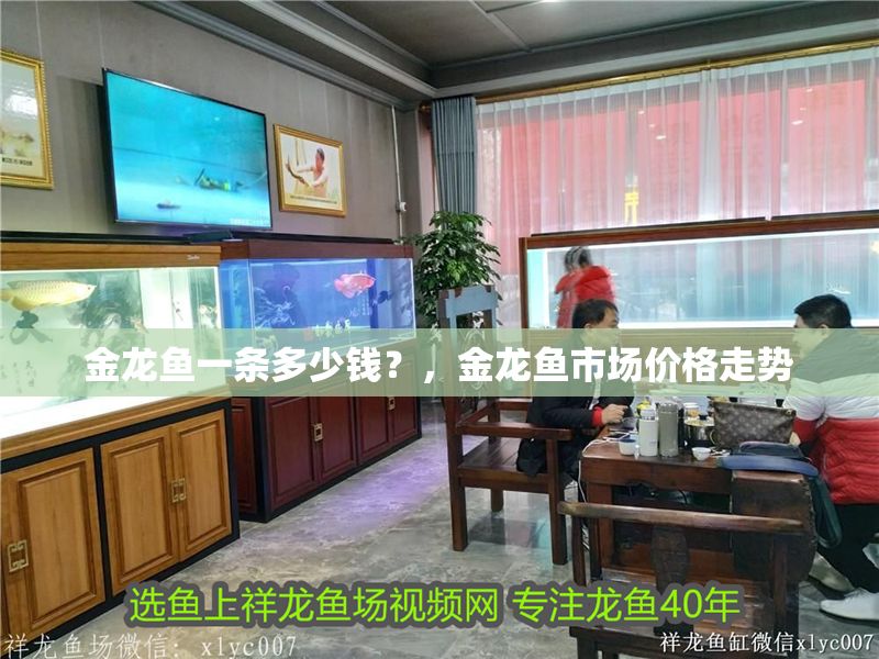 金龍魚一條多少錢？，金龍魚市場價格走勢