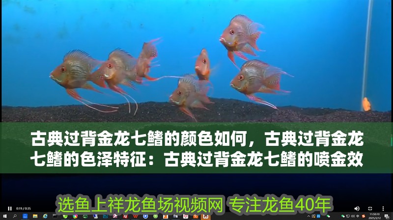 古典過背金龍七鰭的顏色如何，古典過背金龍七鰭的色澤特征：古典過背金龍七鰭的噴金效果