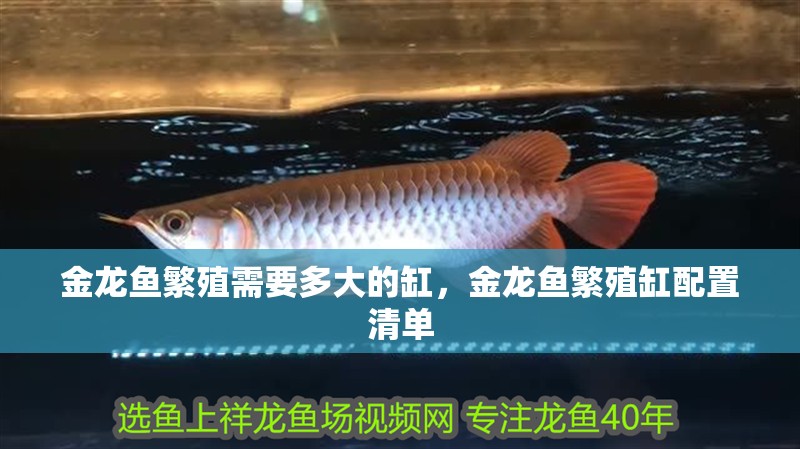 金龍魚繁殖需要多大的缸，金龍魚繁殖缸配置清單
