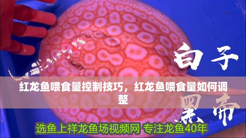 紅龍魚喂食量控制技巧，紅龍魚喂食量如何調整