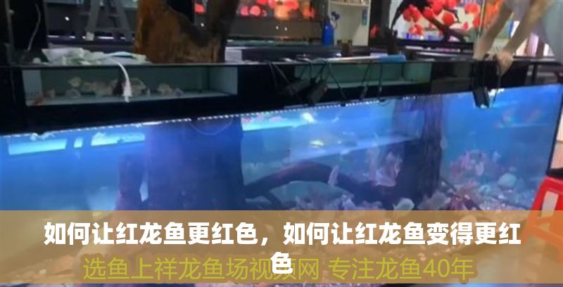 如何讓紅龍魚更紅色，如何讓紅龍魚變得更紅色