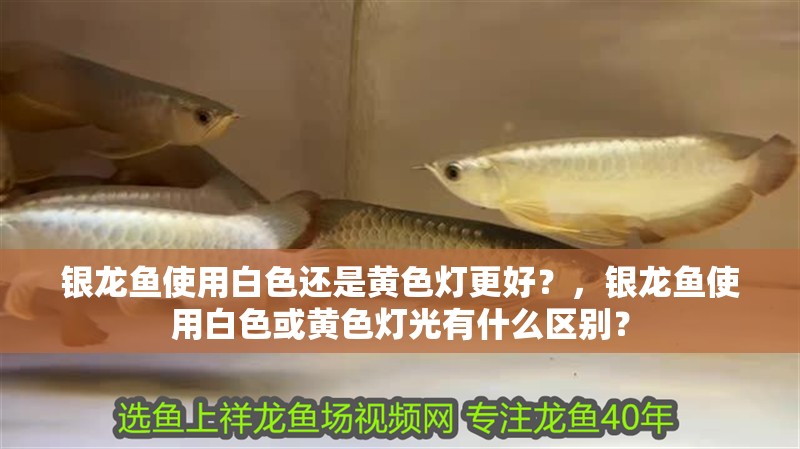 銀龍魚使用白色還是黃色燈更好？，銀龍魚使用白色或黃色燈光有什么區別？