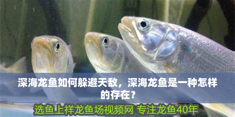 深海龍魚如何躲避天敵，深海龍魚是一種怎樣的存在？