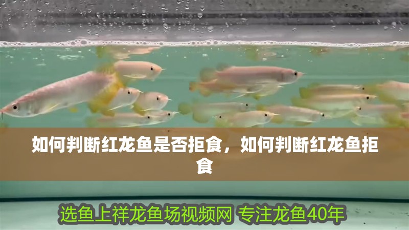 如何判斷紅龍魚是否拒食，如何判斷紅龍魚拒食