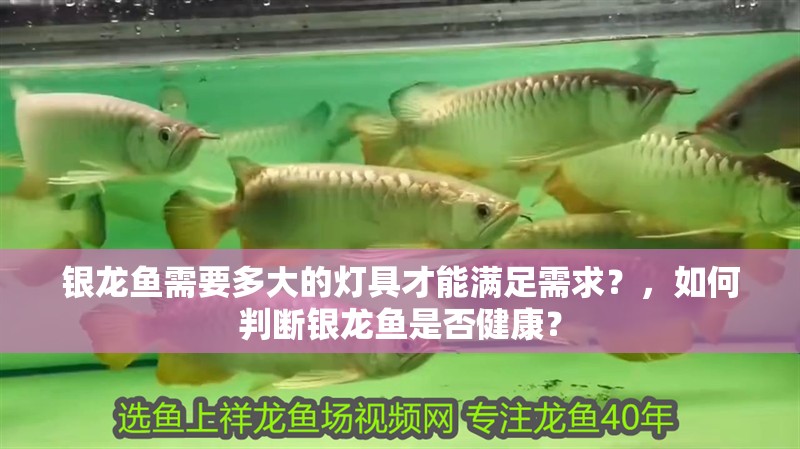 銀龍魚需要多大的燈具才能滿足需求？，如何判斷銀龍魚是否健康？