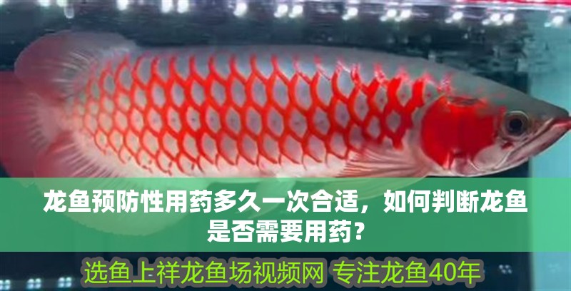 龍魚預防性用藥多久一次合適，如何判斷龍魚是否需要用藥？