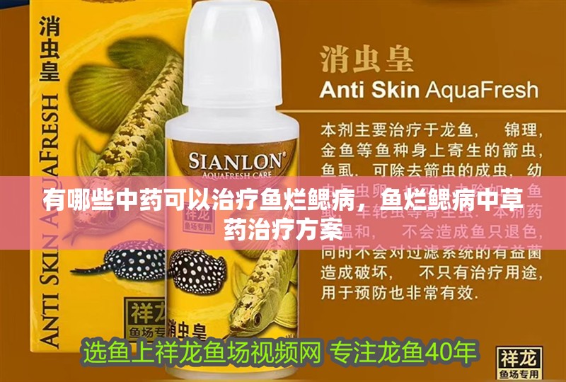 有哪些中藥可以治療魚爛鰓病，魚爛鰓病中草藥治療方案