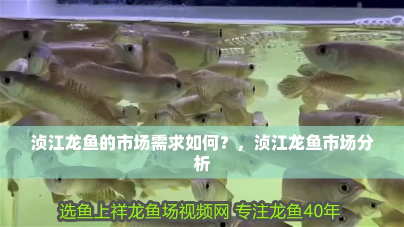 湞江龍魚的市場需求如何？，湞江龍魚市場分析