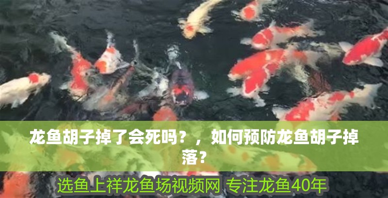 龍魚胡子掉了會死嗎？，如何預防龍魚胡子掉落？