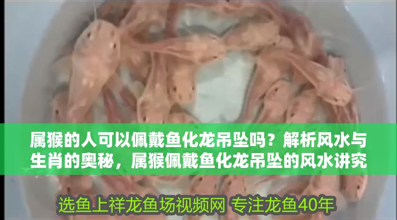 屬猴的人可以佩戴魚化龍吊墜嗎？解析風水與生肖的奧秘，屬猴佩戴魚化龍吊墜的風水講究與生肖適配解析