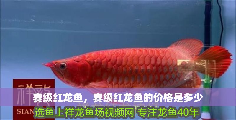 賽級(jí)紅龍魚(yú)，賽級(jí)紅龍魚(yú)的價(jià)格是多少