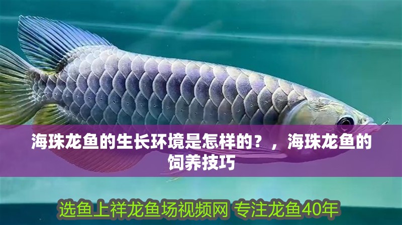 海珠龍魚的生長環境是怎樣的？，海珠龍魚的飼養技巧